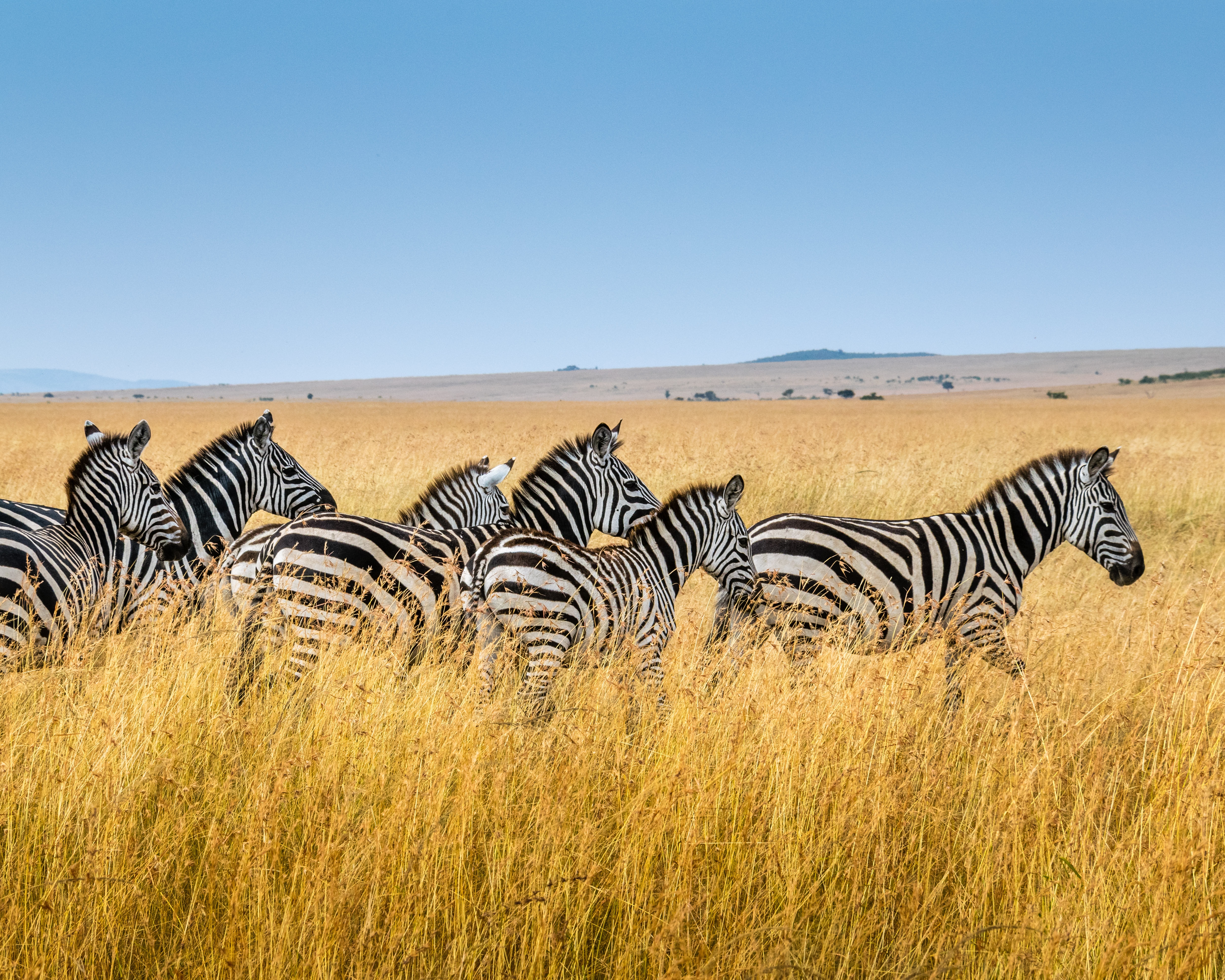 Zebras in a grass field